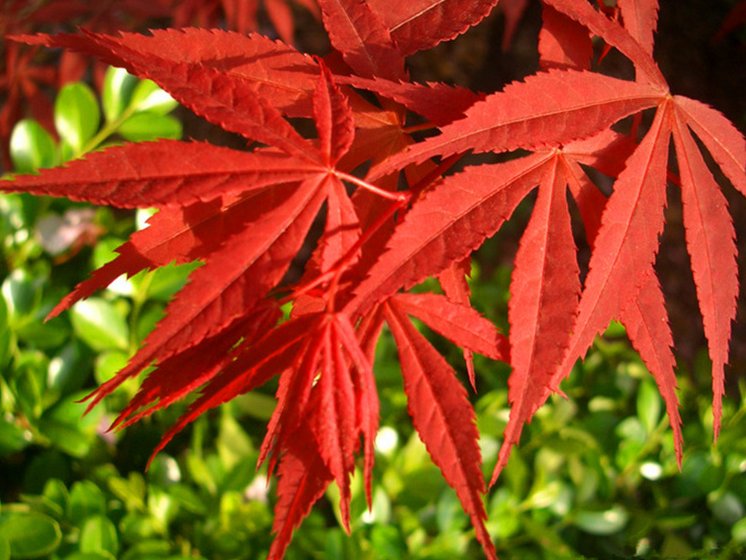 展示十月光辉红枫在城市公园中的应用,背景为秋日公园景观,红枫与绿色植物形成鲜明对比 红枫在城市园林中的应用