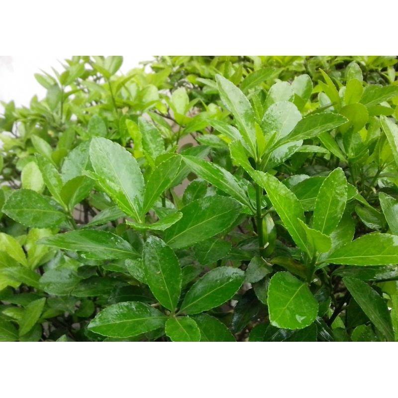 新采法国冬青种子 日本珊瑚树种子 冬珊瑚 法青种子