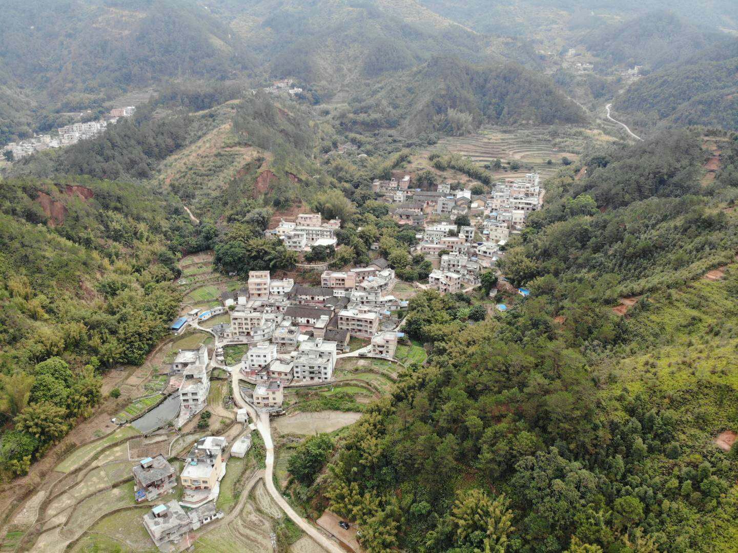 清晨山林中,几位身着民族服饰的村民正在手工采摘野生丹桂花朵,使用竹篮收集,动作轻柔避免损伤花蕊;周围树木葱郁,露水未干,阳光透过树叶形成光束,展现人与自然和谐共生的画面 野生丹桂采摘场景
