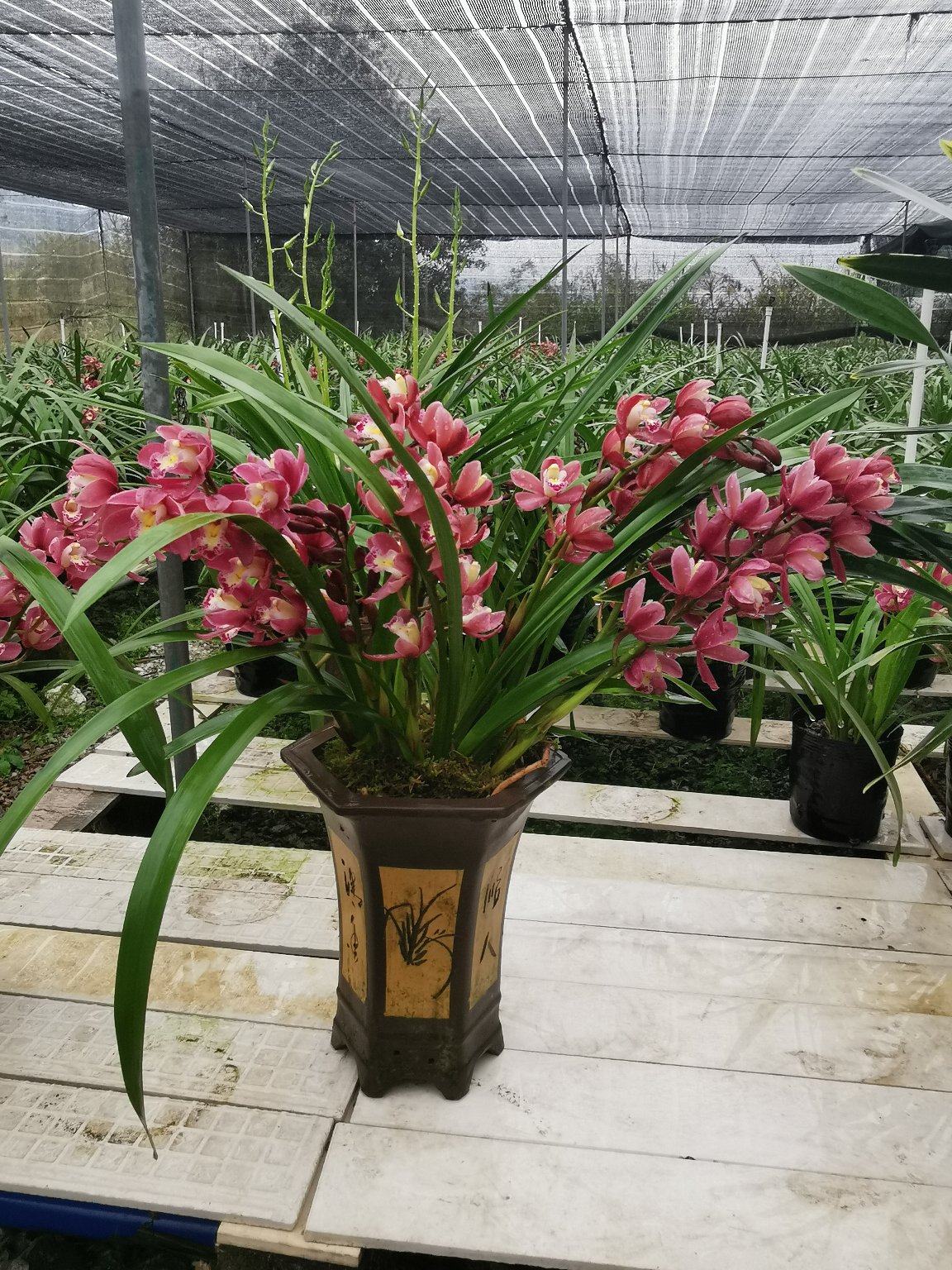 [兰花批发]【有好货】兰花红宝石兰花苗带花苞浓香惠兰客厅办公花卉