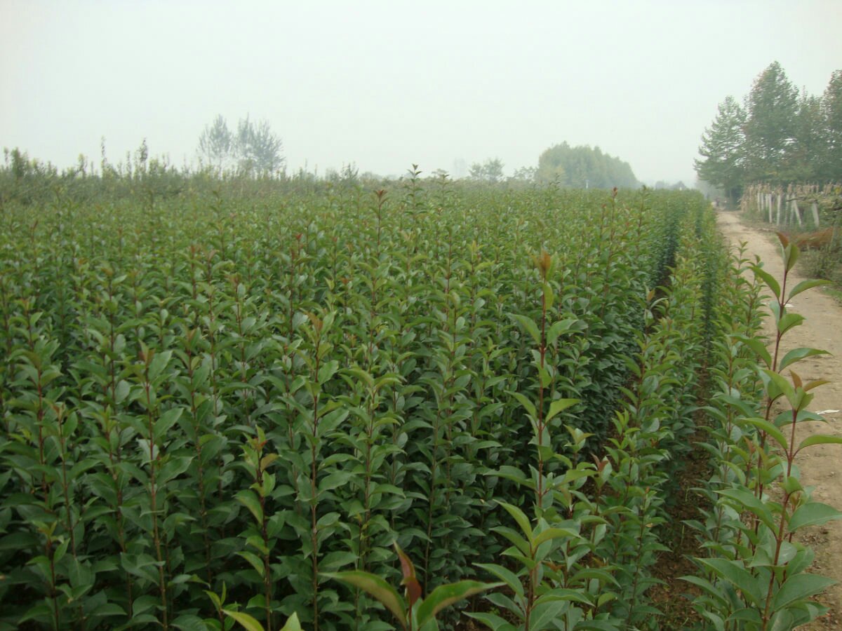 大叶女贞种苗在苗圃中整齐排列,绿意盎然 大叶女贞种苗在苗圃中整齐排列