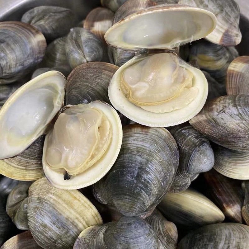 鲜活大美贝 四不像蛤蜊 口感鲜美