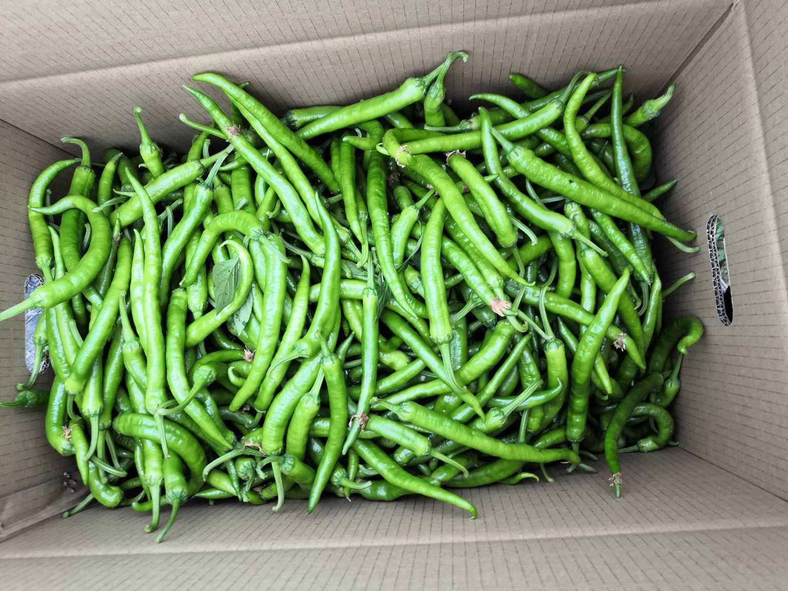 [鲜辣椒批发](有好货)湘研55号椒湖南本地辣椒价格3.50元/斤 - 一亩田