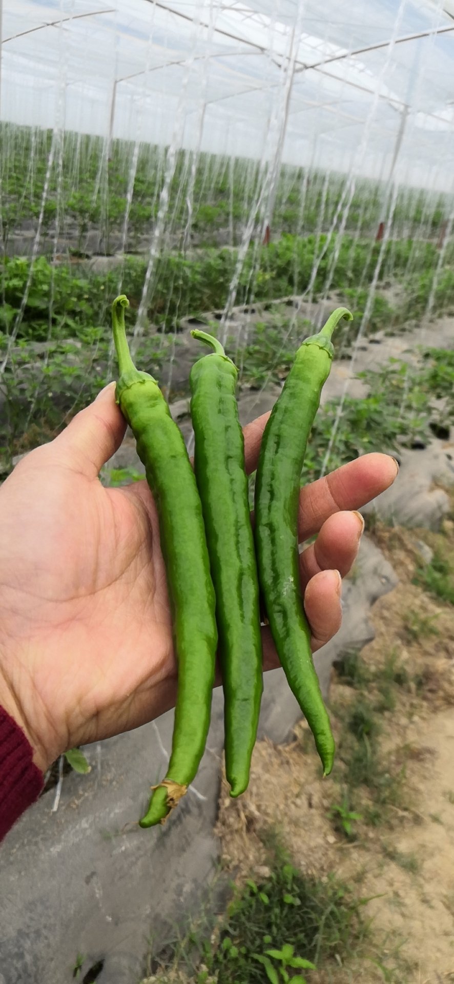 [鲜辣椒批发](有好货)湘研55号椒湖南本地辣椒价格3.50元/斤 - 一亩田