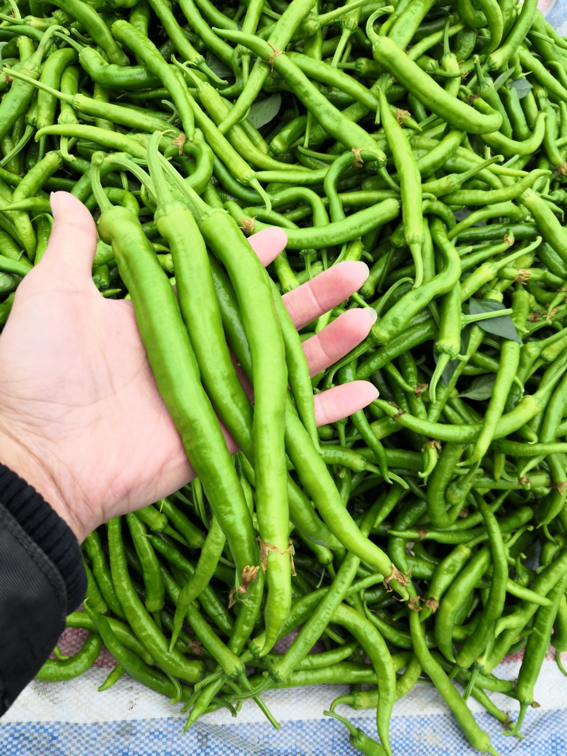 [鲜辣椒批发](有好货)湘研55号椒湖南本地辣椒价格3.50元/斤 - 一亩田