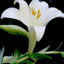 进口香水百合种球重瓣带芽大球花卉百合种子室内绿植阳台