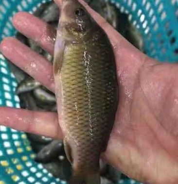 [鲤鱼批发]禾花鲤鱼苗 禾花鱼苗 乌鲤鱼苗 自孵水花(成品包回)价格0.