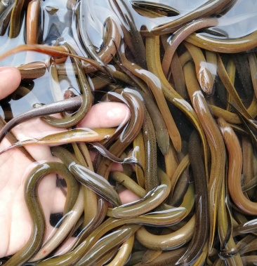 黄鳝苗 孟加拉黄鳝9号鳝苗进口品种健康 接视频看苗