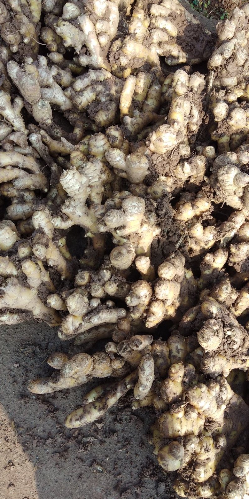 广东最大的生姜交易市场在哪?