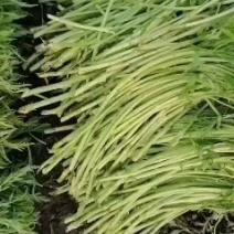 绝对精品芦蒿，包您满意，大量上市