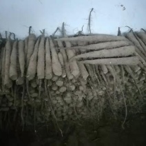 山药种