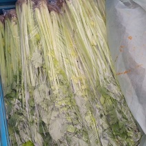 马家沟芹菜