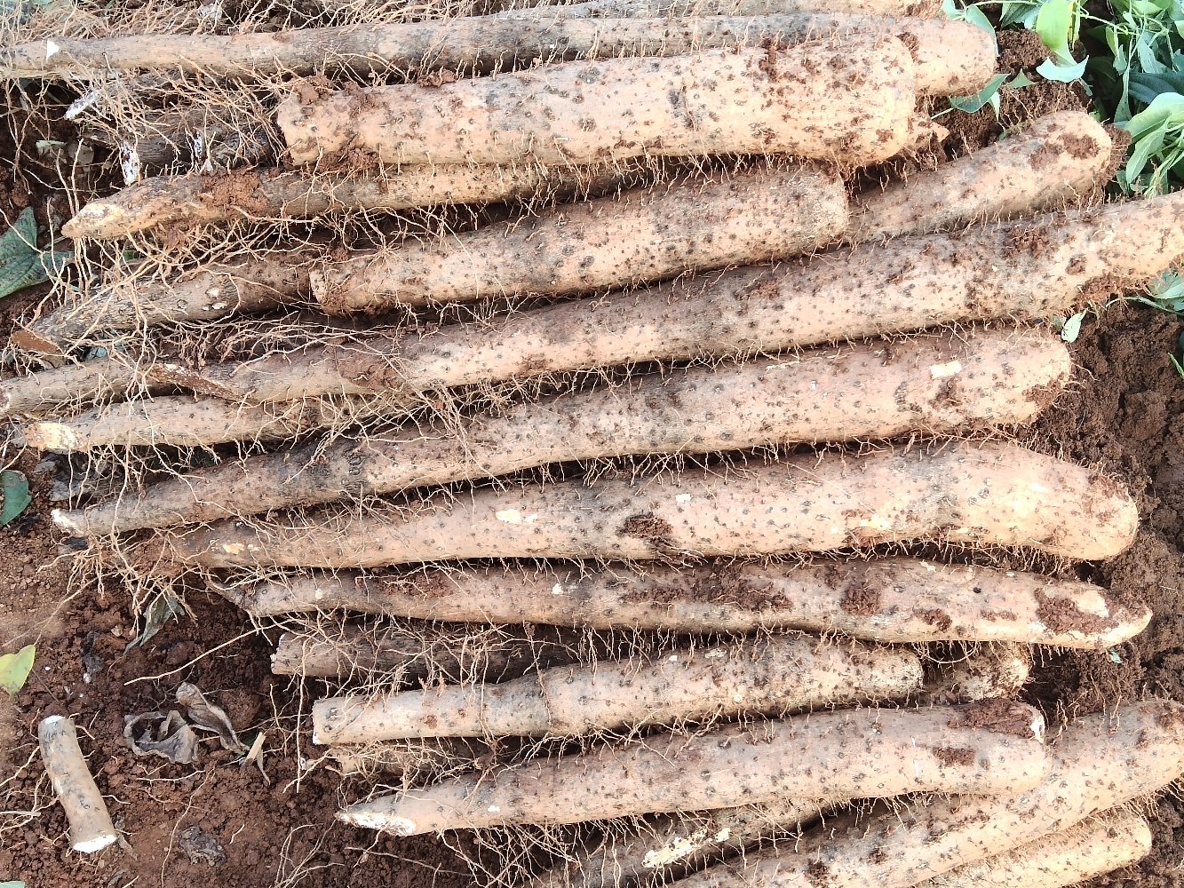 一排刚采收的新鲜淮山药整齐摆放在木制托盘上,表面带有湿润泥土,长度均匀,呈长圆柱形,色泽乳白至浅褐,旁边放置一把尺子用于尺寸对比,背景为农家院落 新鲜采收的淮山药整齐摆放