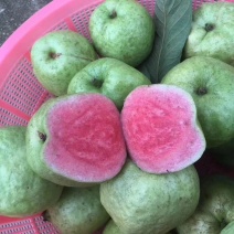 红宝石番石榴苗，正品嫁接苗，少籽无籽，量大从优