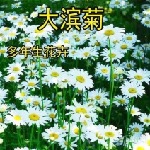 大滨菊种子多年生园林绿化景观花海庭院阳台花卉种子西洋滨菊