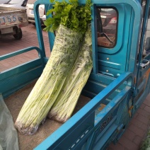 马家沟芹菜
