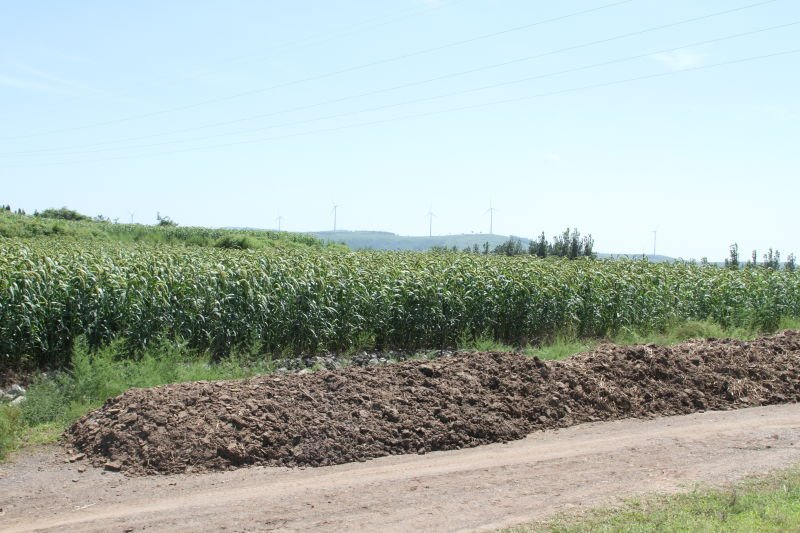 优质小米实物图