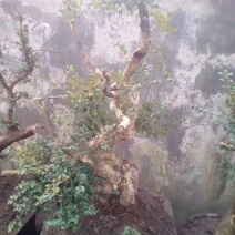 黄杨盆景