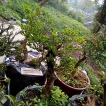 黄杨盆景