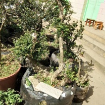 黄杨盆景