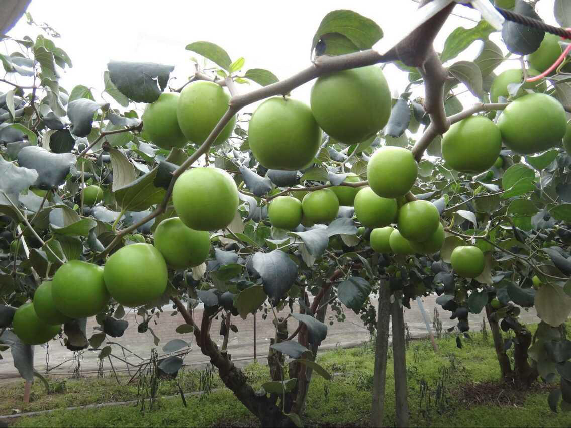 青枣果树全貌