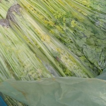 马家沟芹菜