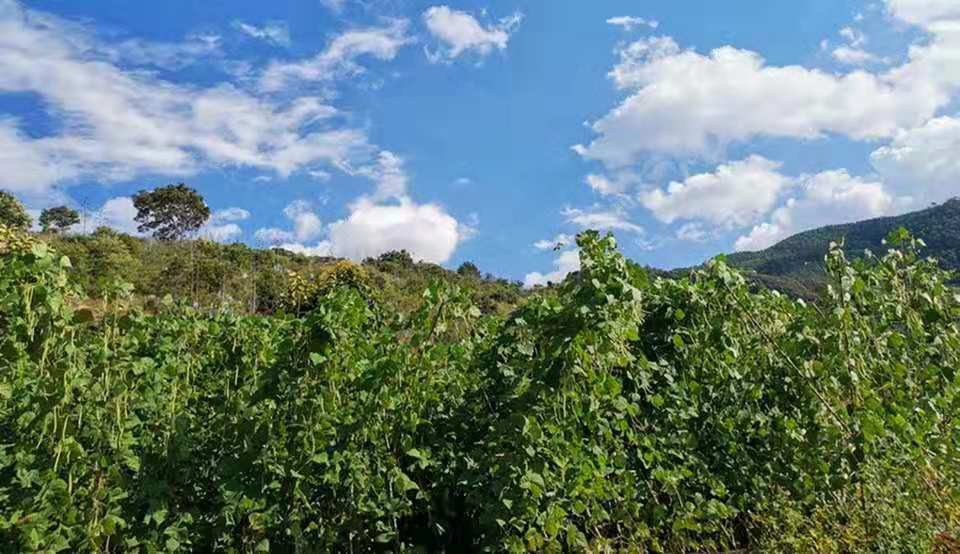 有机大豆种植场景