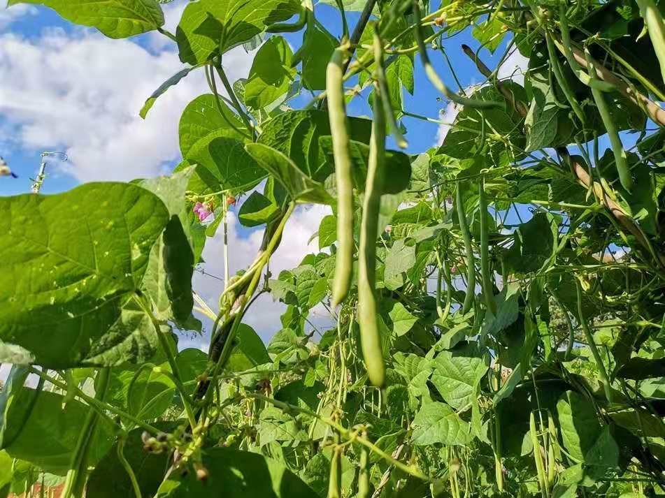一株生长旺盛的四季豆植株,藤蔓缠绕在支架上,叶片呈心形,枝头挂着数根翠绿细长的豆荚,阳光透过叶片洒在豆荚表面,呈现出自然清新的田园风光 四季豆植株特写