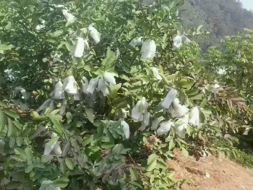 石榴果园套袋管理