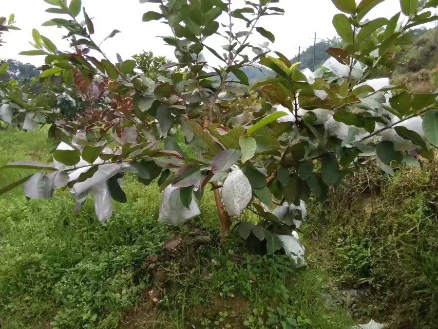 石榴花期管理