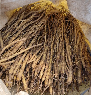 2020年山东省日照莒县黄芩苗