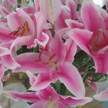 粉百合花诚信代办市场供应，产地直销物美价廉