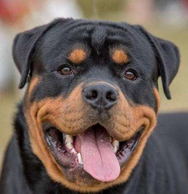 罗威纳幼犬活体巨型护卫犬德系罗威纳 美系大头版罗威纳