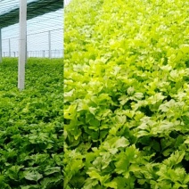 马家沟芹菜