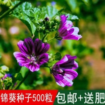 公园花海专用草花种籽锦葵种子小白淑气花荆葵金钱紫花葵棋盘