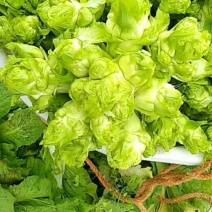 儿菜
