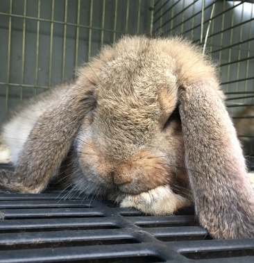 [批发]纯种公羊兔,常年出售公羊兔幼兔,青年兔,成年兔价格200.00元/个