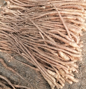 山药豆秧山药苗山药嘴子