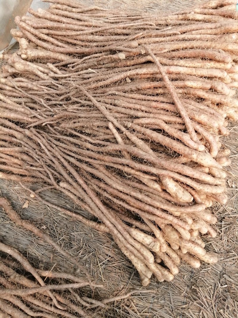 山药豆秧山药苗山药嘴子