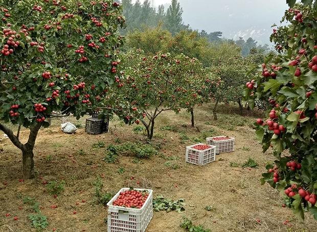 山楂果园实景图