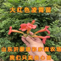 大红凌霄花苗爬藤厉害凌霄花苗美国凌霄花苗南北方种植
