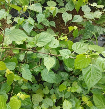 豆腐树苗～观音树～神仙树