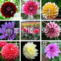 精品矮化进口大丽花种球，基地直发，保证质量，保证品种