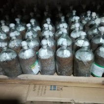 金耳菌种新鲜金耳长期供应