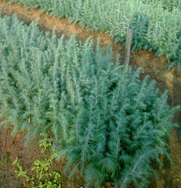 [雪松批发]雪松 绿化苗木雪松 雪松苗木 雪松树苗 雪松小苗行道绿价格