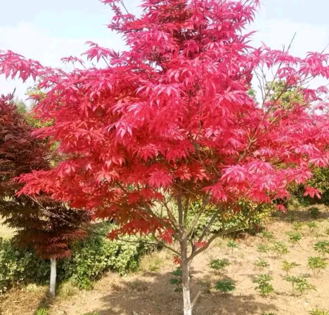 红枫小苗在阳光下生长