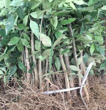 花椒苗 大红袍花椒苗 口感非常好 根系发达