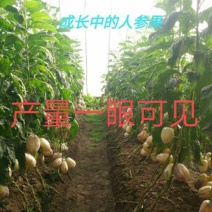 人参果苗一年三季都可结果包技术包结果基地直发