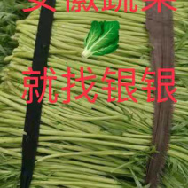 安徽精品芦蒿大量到货装车中