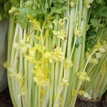 马家沟芹菜